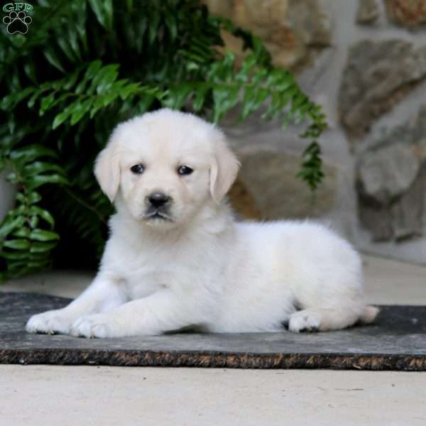 Karla, Golden Retriever Puppy