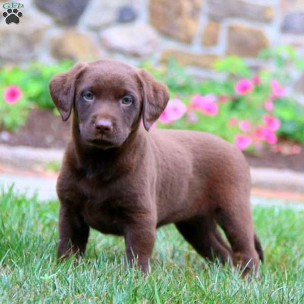 Karla, Chocolate Labrador Retriever Puppy