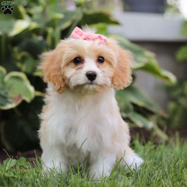 Karmel, Cavachon Puppy