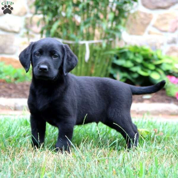 Karter, Black Labrador Retriever Puppy