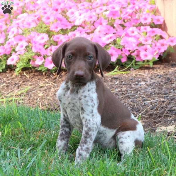 Kassidy, German Shorthaired Pointer Puppy