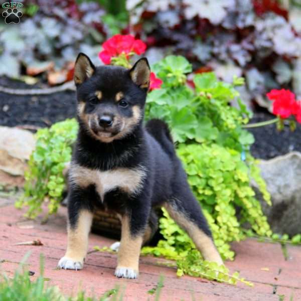 Kassie, Shiba Inu Puppy