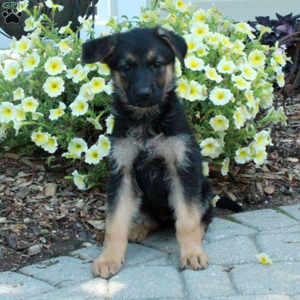 Kate, German Shepherd Puppy