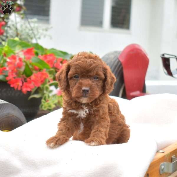 Katelyn-F1B, Cavapoo Puppy