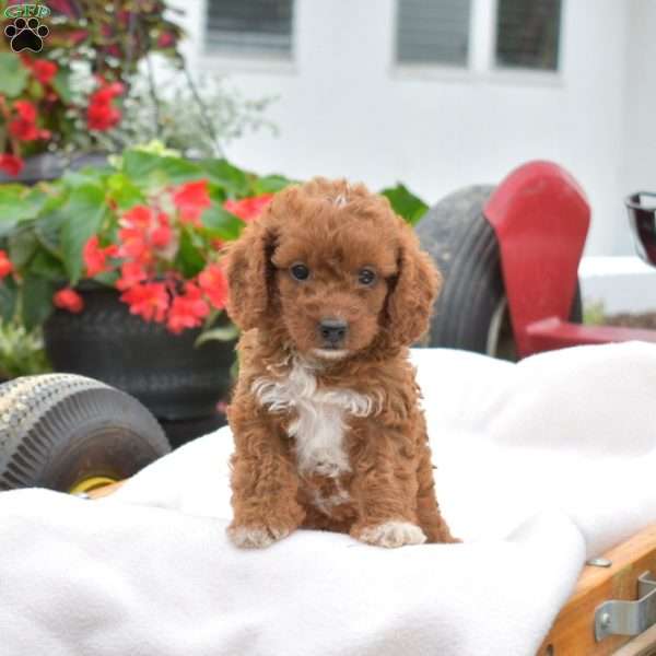 Katherine-F1B, Cavapoo Puppy