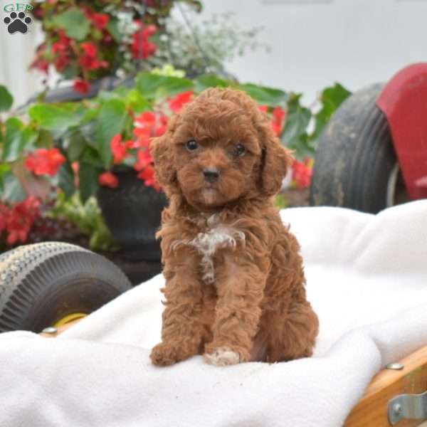 Kathy-F1B, Cavapoo Puppy