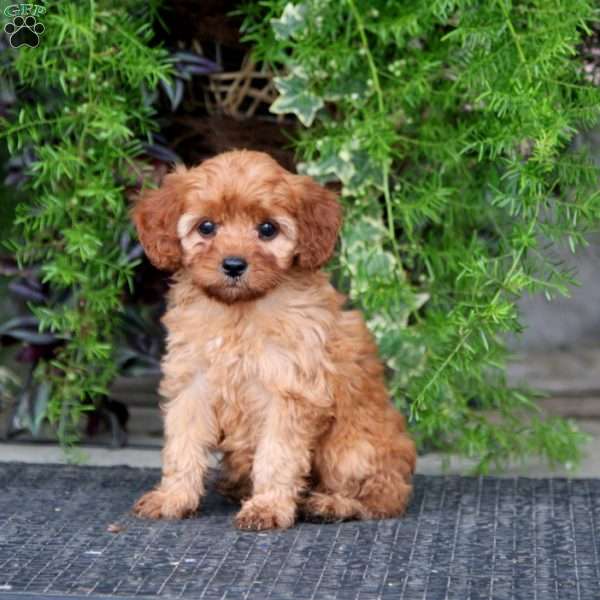 Katie, Cavapoo Puppy