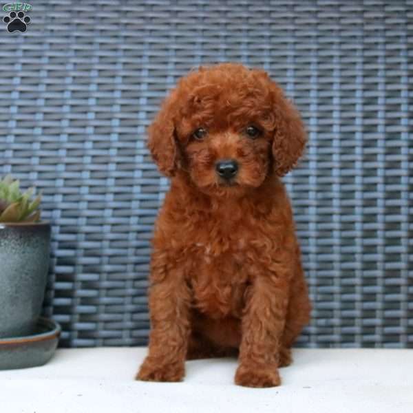 Katrina, Miniature Poodle Puppy