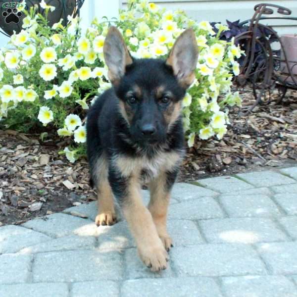 Kaya, German Shepherd Puppy