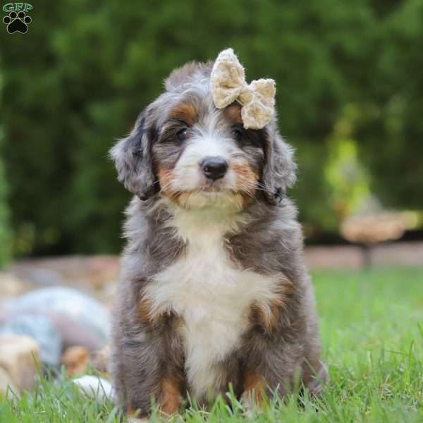 Kayla, Bernedoodle Puppy