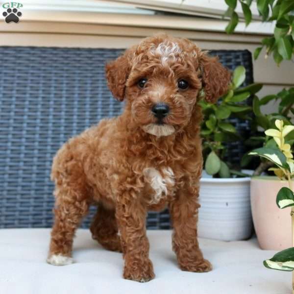 Kayla, Miniature Poodle Puppy