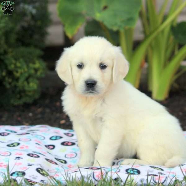 Kaylia, English Cream Golden Retriever Puppy