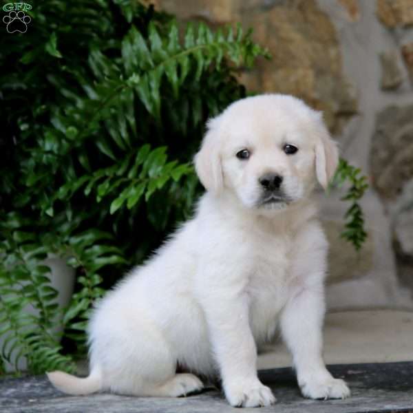 Kayson, Golden Retriever Puppy