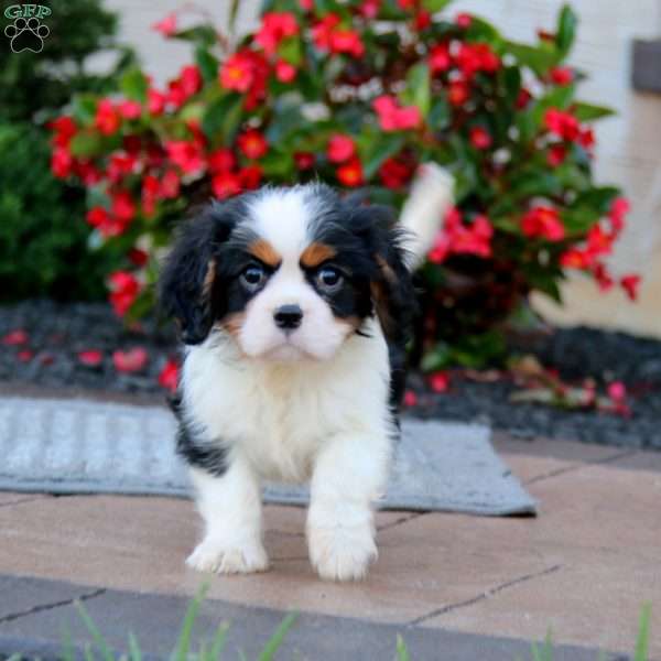 Kayson, Cavalier King Charles Spaniel Puppy