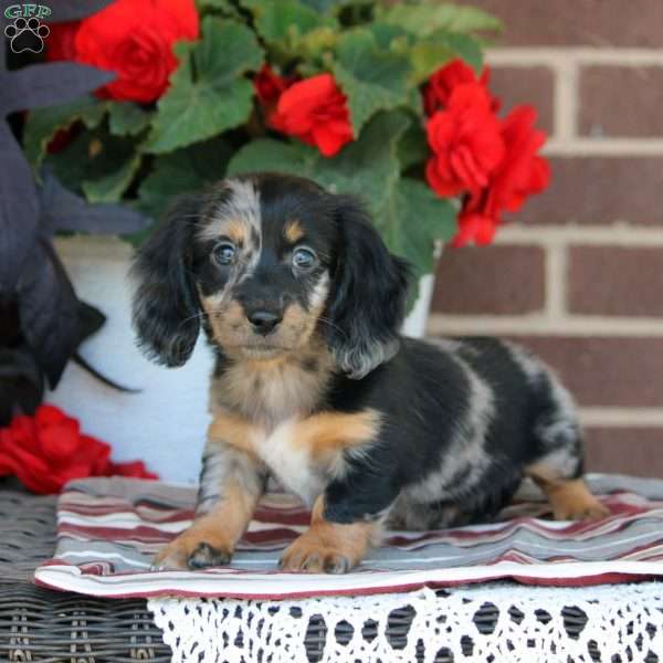 Keira, Dachshund Puppy