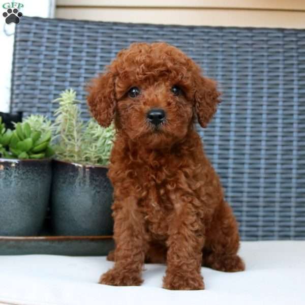 Keller, Miniature Poodle Puppy