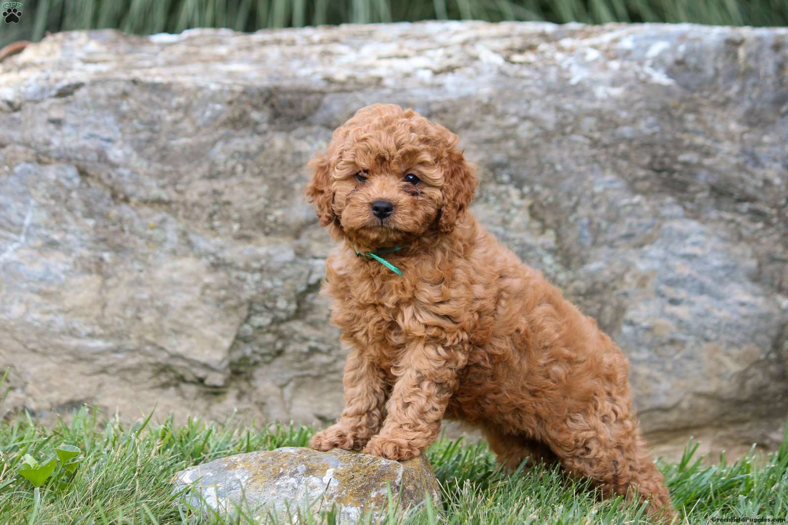 Kelly - Cavapoo Puppy For Sale in Pennsylvania