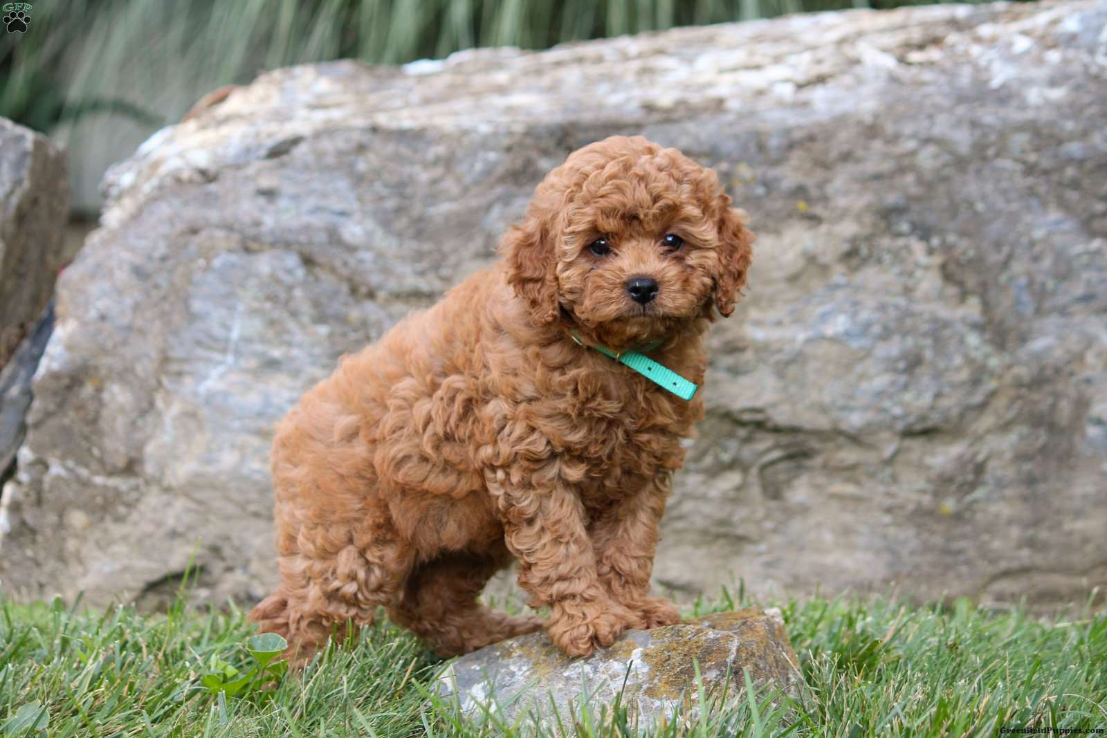 Kelly - Cavapoo Puppy For Sale in Pennsylvania