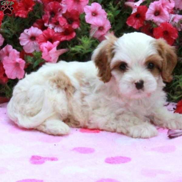 Kelsey, Cavapoo Puppy