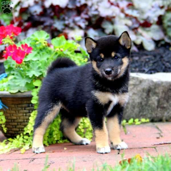 Kelsey, Shiba Inu Puppy