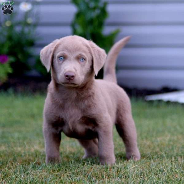 Kelsey, Silver Labrador Retriever Puppy