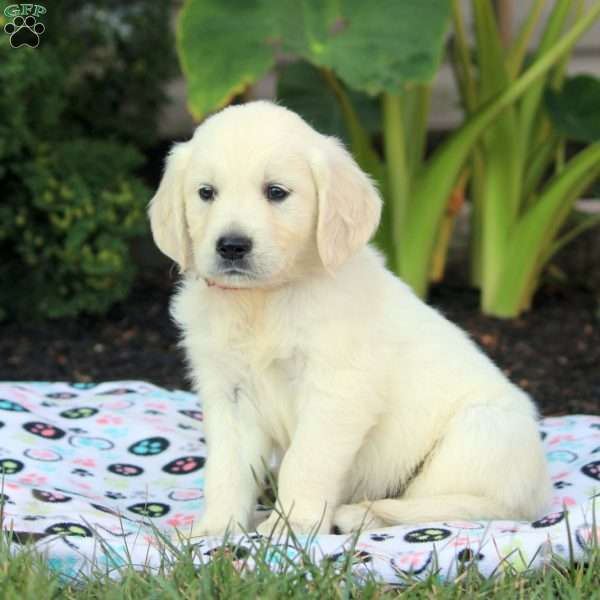 Ken, English Cream Golden Retriever Puppy