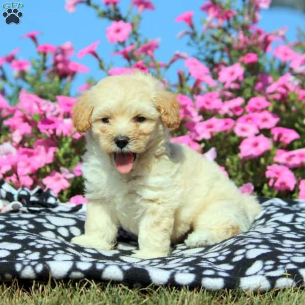 Ken, Maltipoo Puppy