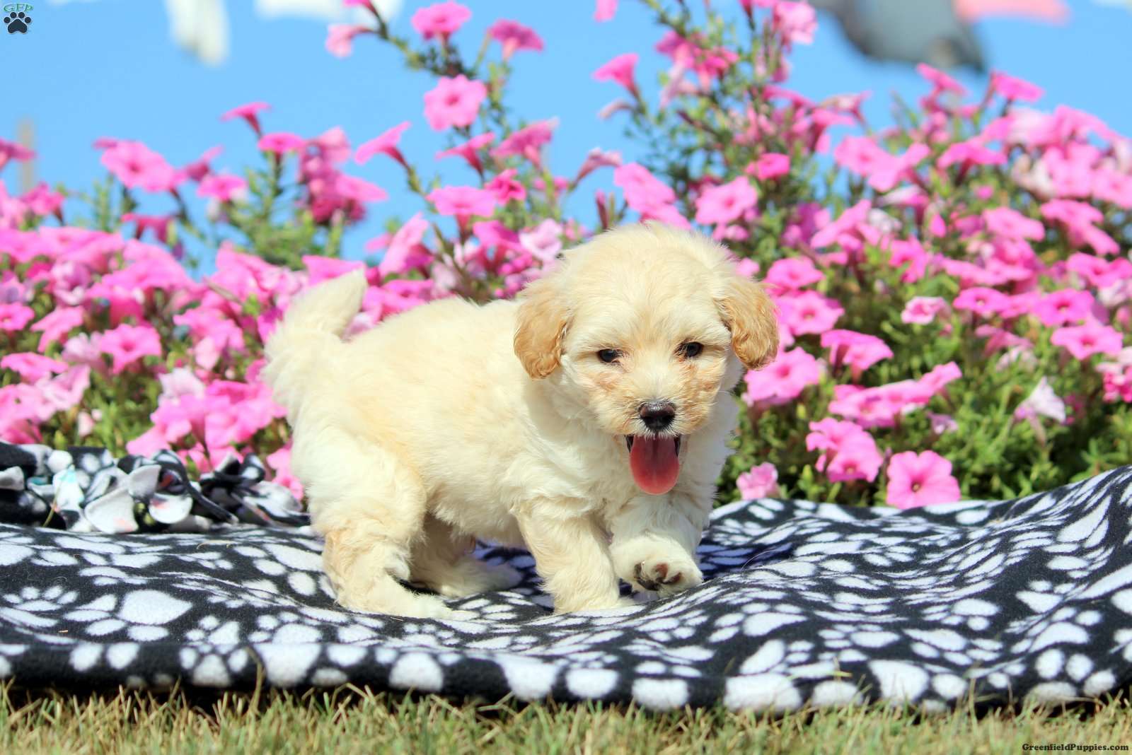 Ken - Maltipoo Puppy For Sale in Pennsylvania