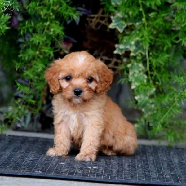 Kent, Cavapoo Puppy