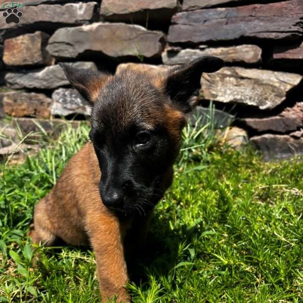 Kermit, Belgian Malinois Puppy