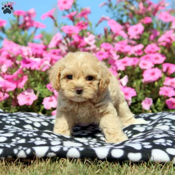 Kevin, Maltipoo Puppy