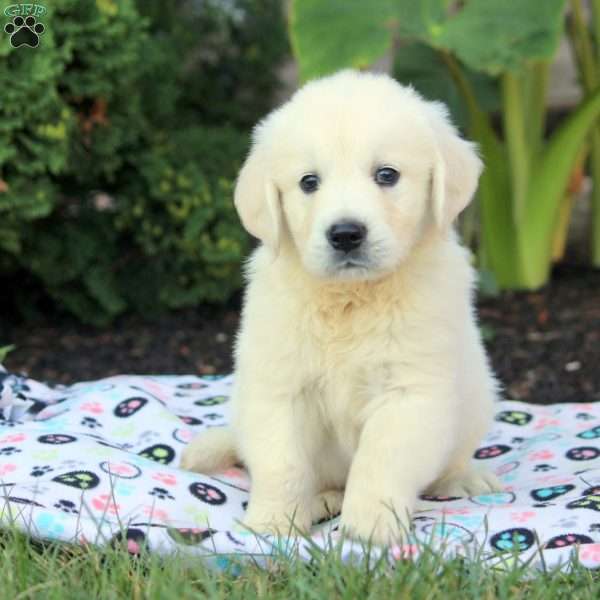 Kevin, English Cream Golden Retriever Puppy