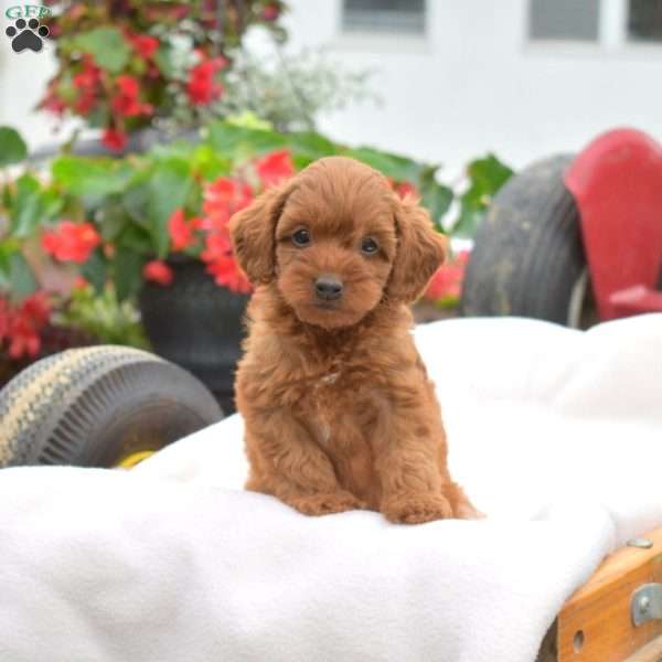 Kevin-F1B, Cavapoo Puppy