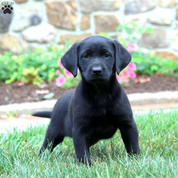 Kia, Black Labrador Retriever Puppy