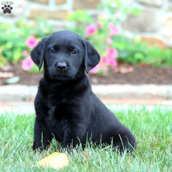 Kierra, Black Labrador Retriever Puppy