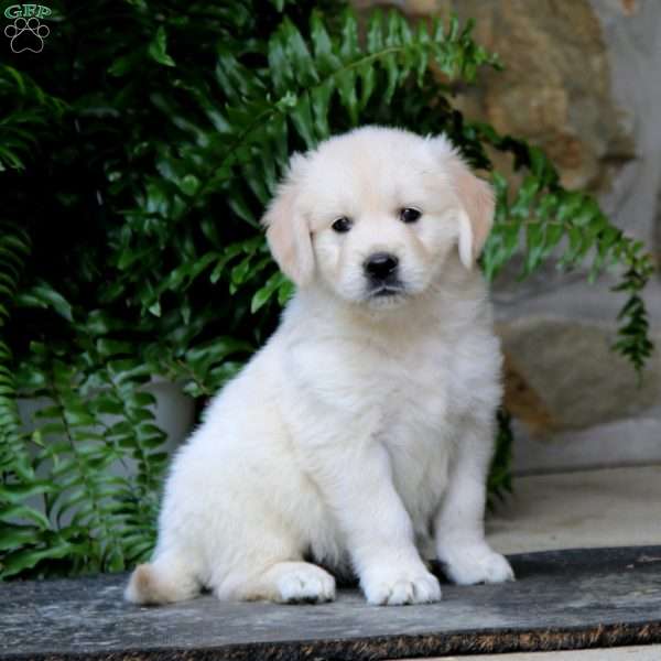 Kierra, Golden Retriever Puppy