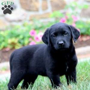 Kierra, Black Labrador Retriever Puppy