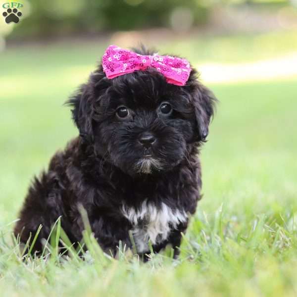 Kiki, Shih-Poo Puppy