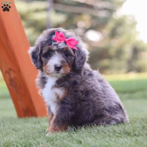 Kiki, Bernedoodle Puppy