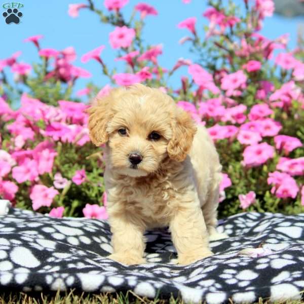 Kim, Maltipoo Puppy