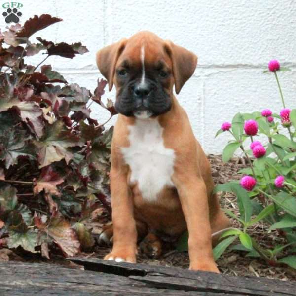 Kimber, Boxer Puppy