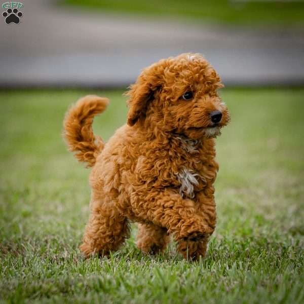 King, Mini Goldendoodle Puppy