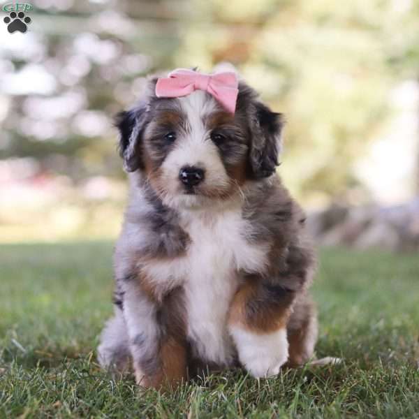 Kinley, Bernedoodle Puppy