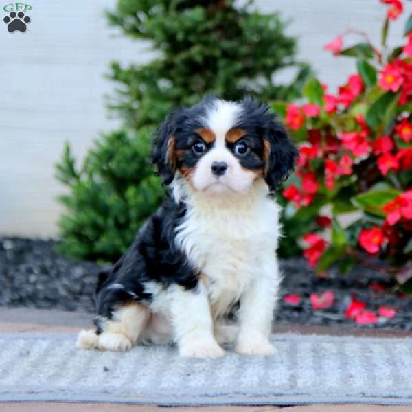 Kip, Cavalier King Charles Spaniel Puppy