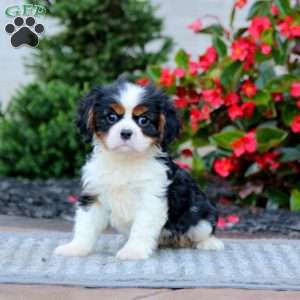 Kip, Cavalier King Charles Spaniel Puppy