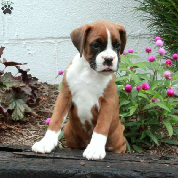 Kippen, Boxer Puppy