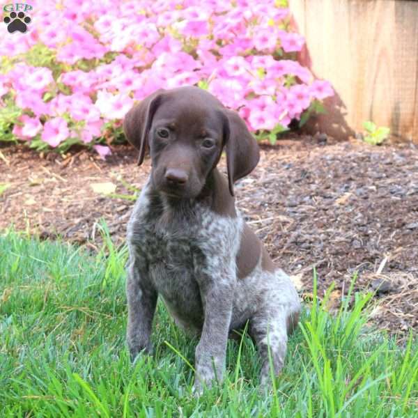 Kipper, German Shorthaired Pointer Puppy