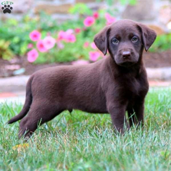 Kirby, Chocolate Labrador Retriever Puppy