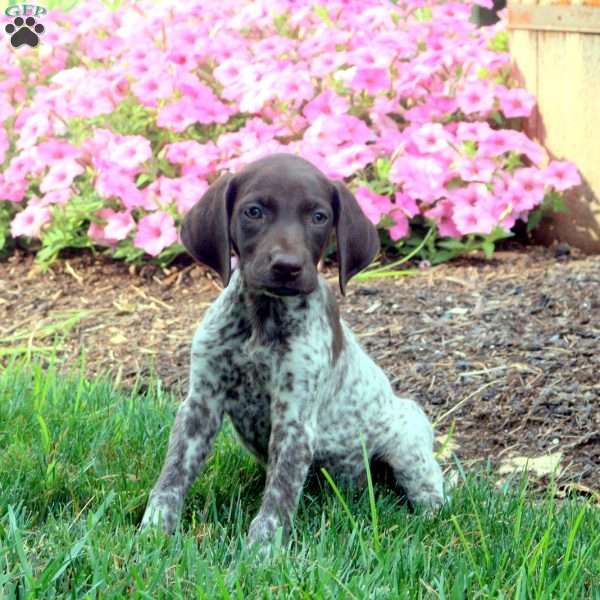 Kiri, German Shorthaired Pointer Puppy