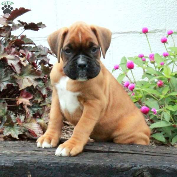 Kitt, Boxer Puppy